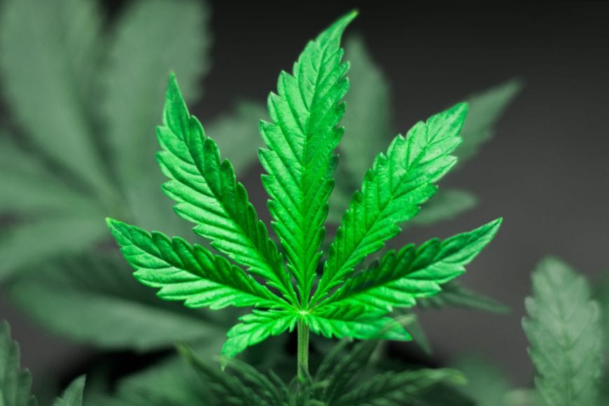 Cannabis Leaf Close Up