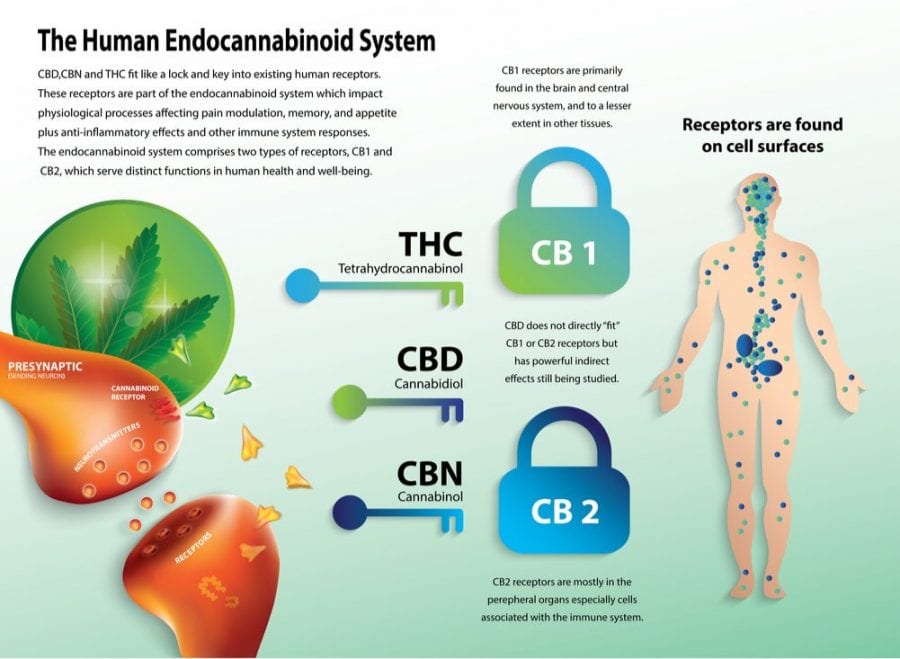 how-it-works-the-endocannabinoid-system-rxleaf