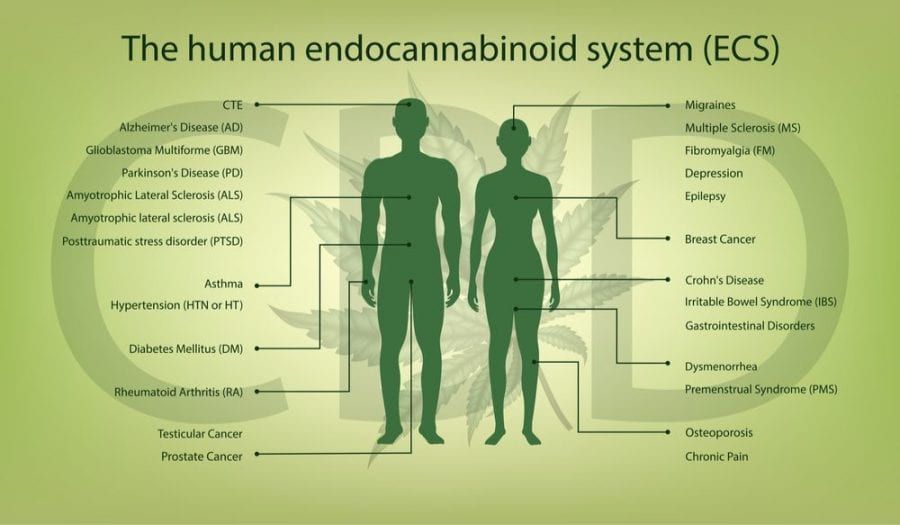 How It Works: The Endocannabinoid System - RxLeaf