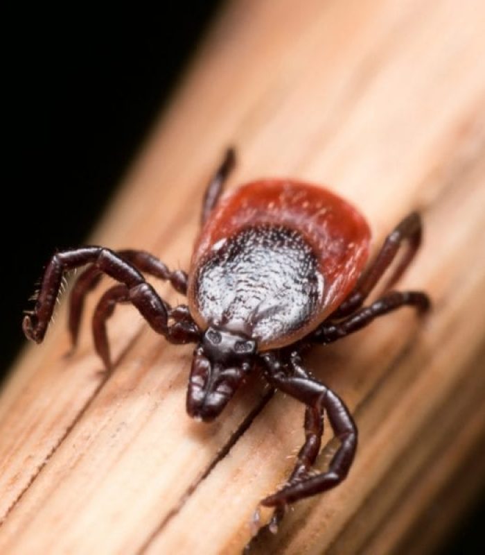 Could Cannabis Be Missing Piece of Deer Tick Borne Lyme Disease Treatment?