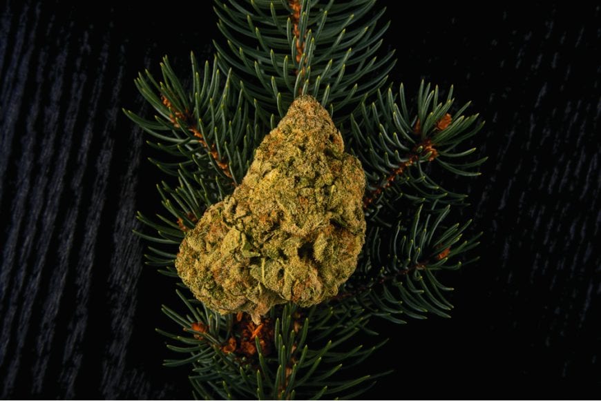 Cannabis but resting on pine, flavonoid
