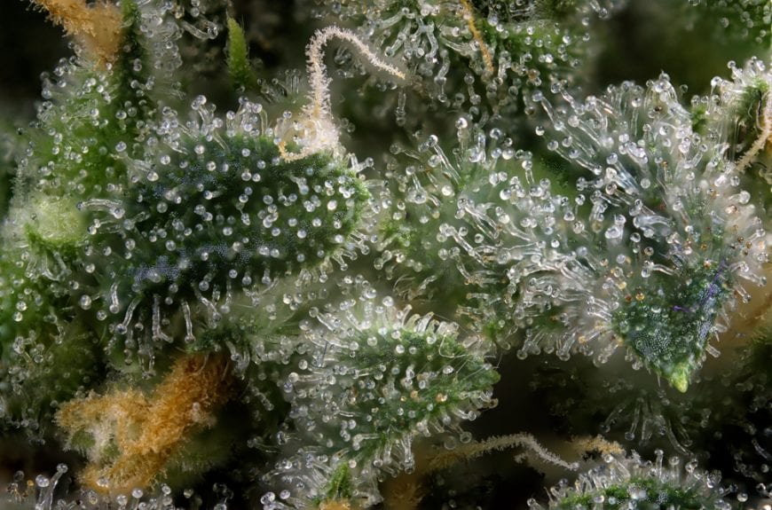 close up of trichomes on a cannabis plant humulene
