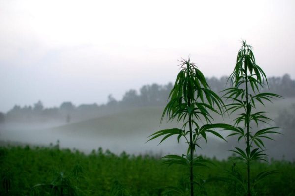 Hemp Field in the fog