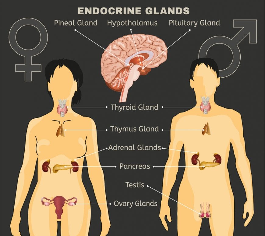 Side by side comparison of male and female endocrine systems