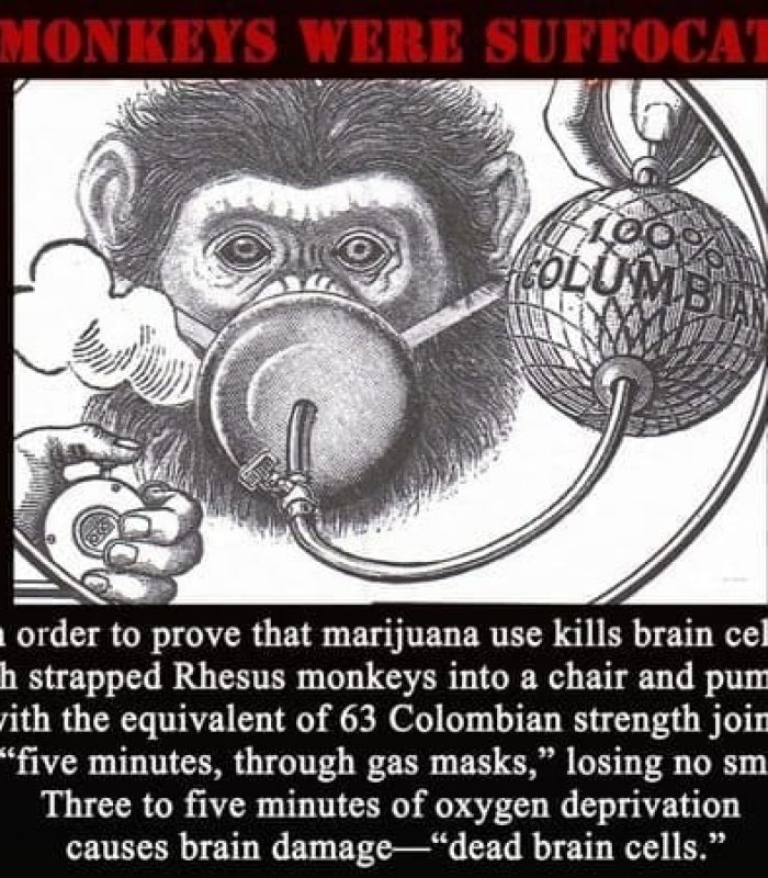 Does Cannabis Kill Brain Cells? The Study That Started the Propaganda