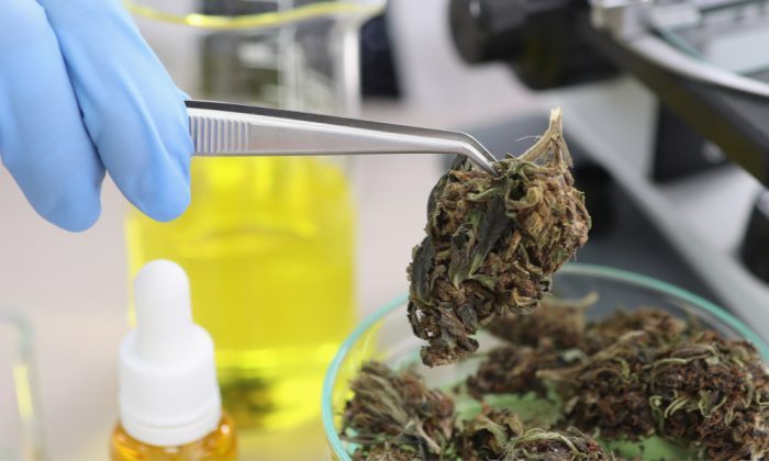 Big Pharma Now Holds Patent for CBD/THC Cancer Treatment