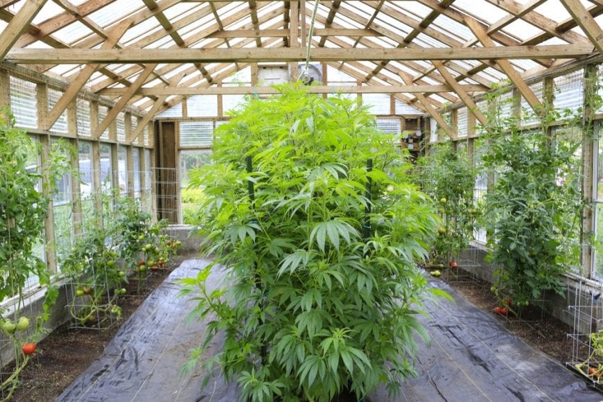 cannabis, home grow, cannabis field, medical cannabis, recreational cannabis, curing, drying, CBD, THC, cannabinoids, home grow cannabis