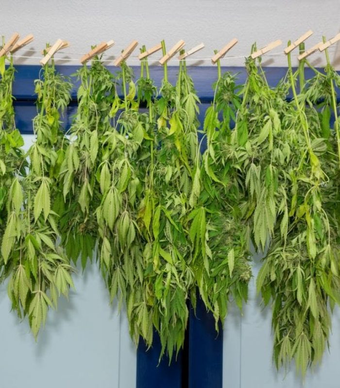 Drying and Curing Cannabis at Home: A Crash Course