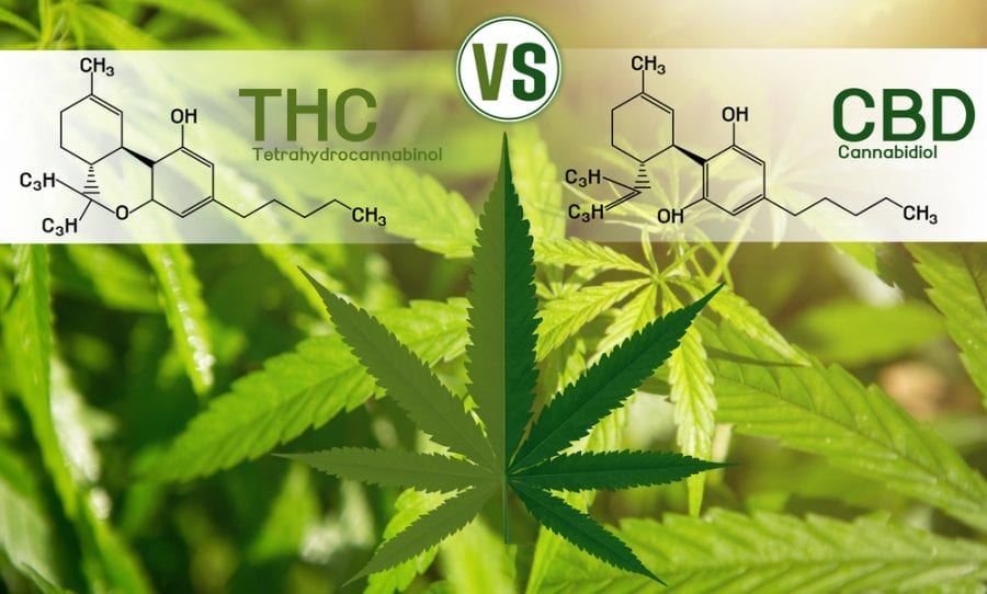 Study Shows Exactly How THC Kills Pain - RxLeaf