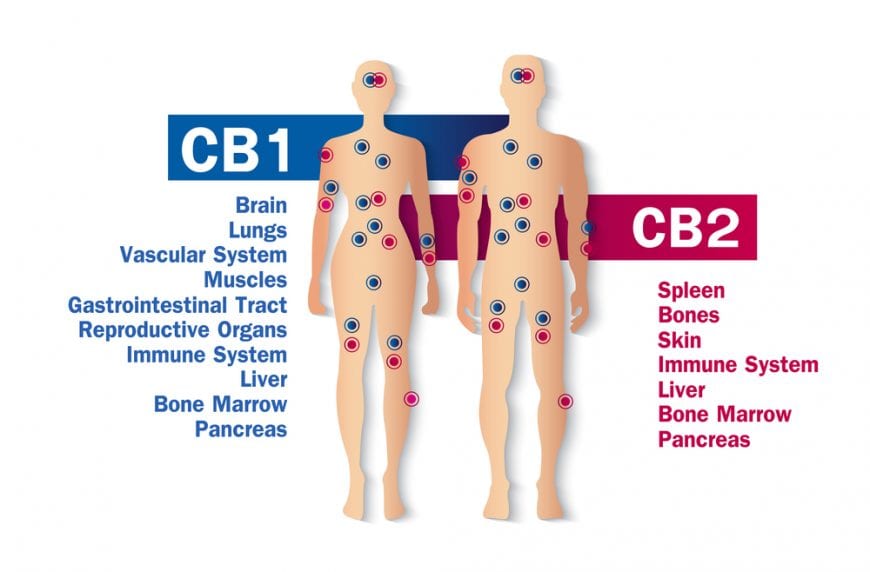cannabis, recreational cannabis, medical cannabis, endocannabinoid system, immunity, immune system, CBD, THC, CB2 receptors, CB1 receptors