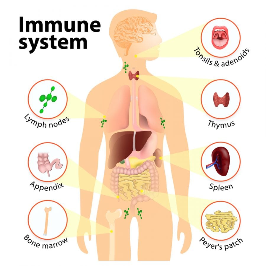 Does Cannabis Boost or Suppress Your Immune System? - RxLeaf