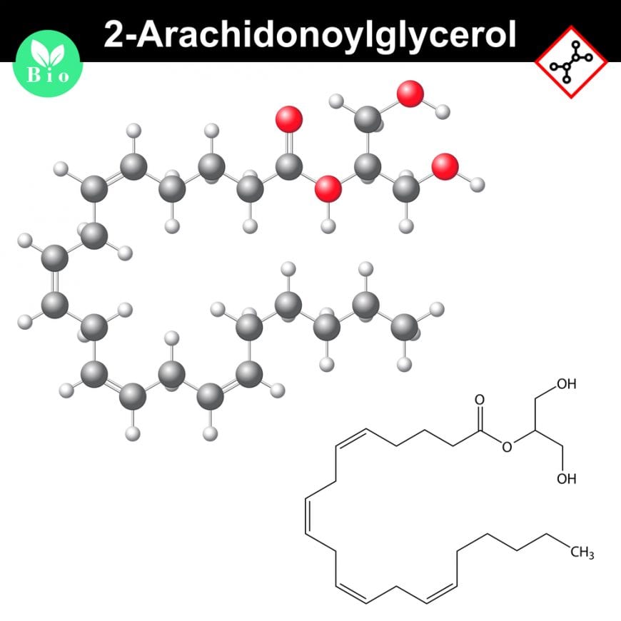 makeup of 2-arachidonoylglycerol a chemical in liverworts