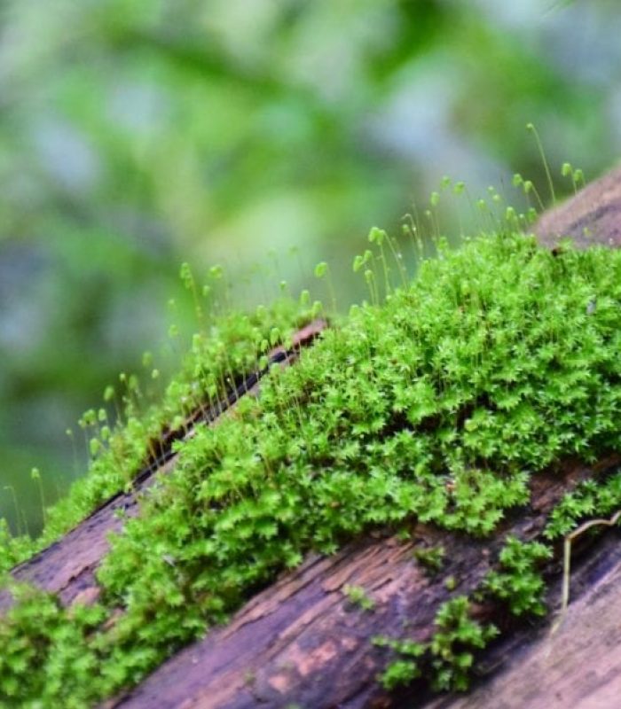 Did Science Just Discover a Source of THC in Moss-Like Liverworts?