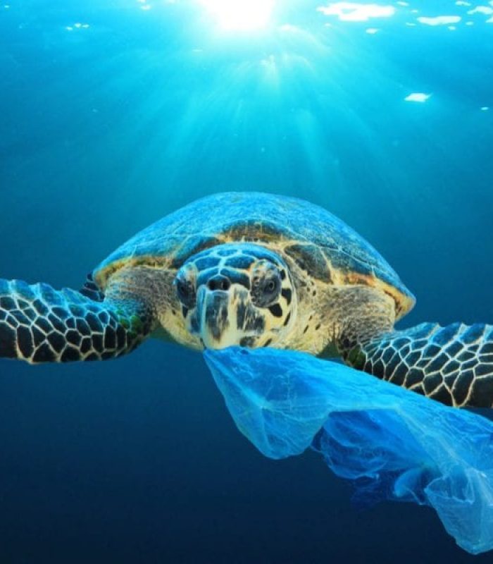 What if Hemp Plastic is Not Able to Save Us?