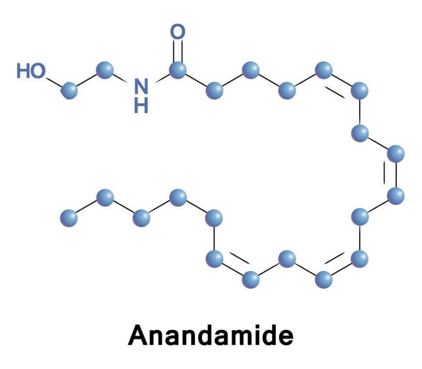 cannabinoid receptor type