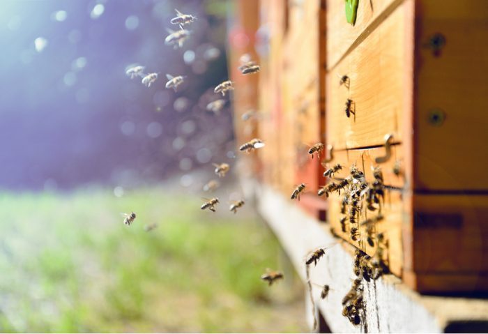 bees, honey, cannabis-infused honey, hemp, hemp benefits, honey bees, CBD, cannabinoids, beehives, pest management, hemp uses