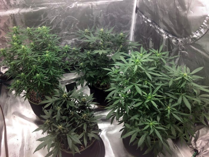 how to grow cannabis from seeds, grow, indoor grow, outdoor grow, medical cannabis, weed, marijuana