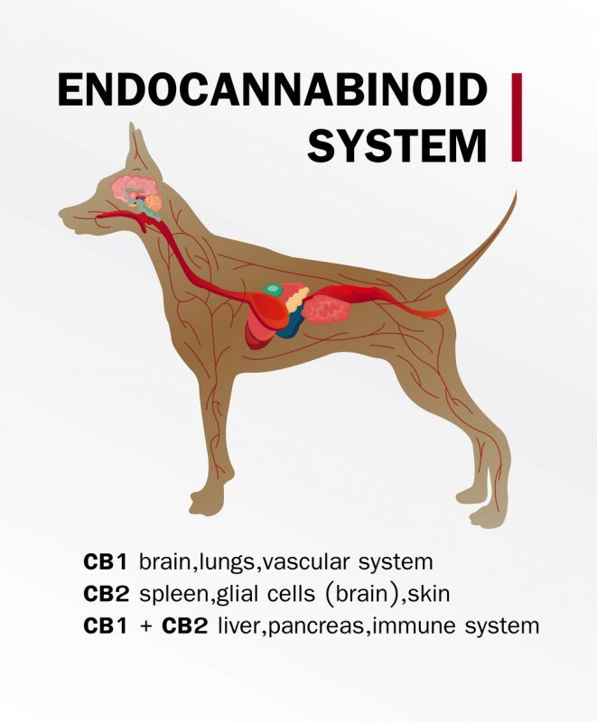 cannabinoids, veterinarians' lobby, Canada, legalization, CBD, CBD for pets, cannabis for pets, pet treatments, anxiety, rescue dogs, health benefits
