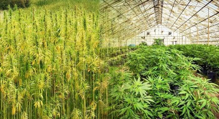 hemp versus marijuana