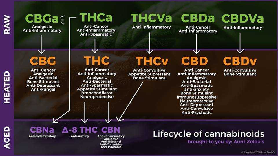 Cannabinoid Pathways Are The Map To Your Healing - RxLeaf