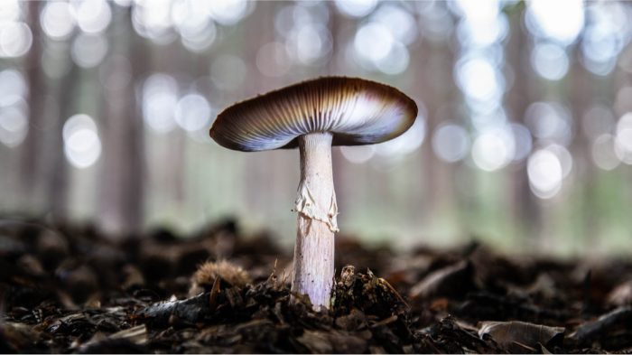 mushroom growing in soil