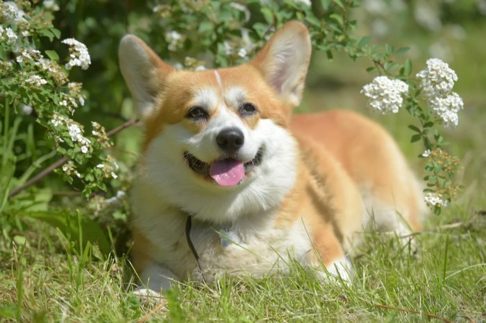 happy dog without animal aggression, a corgi sitting in a field of flowers