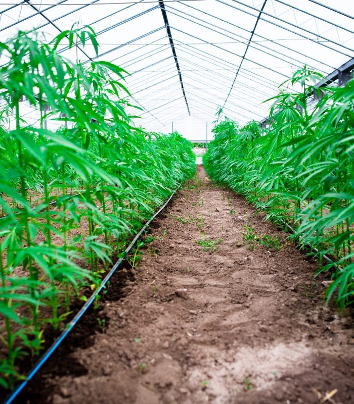 Is Cannabis Cultivation Harming The Environment?