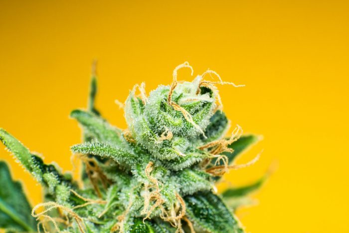 close up of cannabis bud to represent live resin