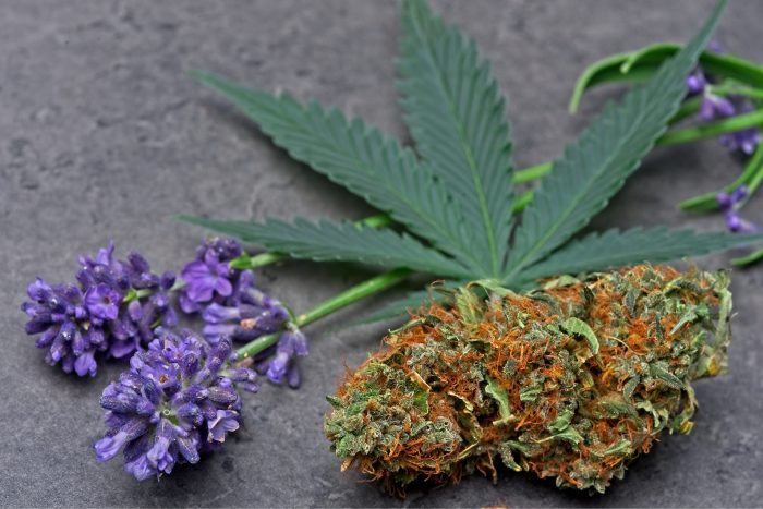 cannabis bud next to purple flower