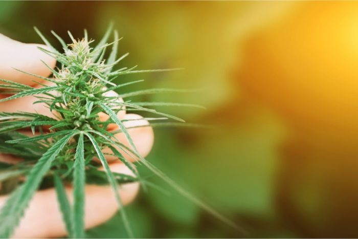 benefits of THC cannabis bud