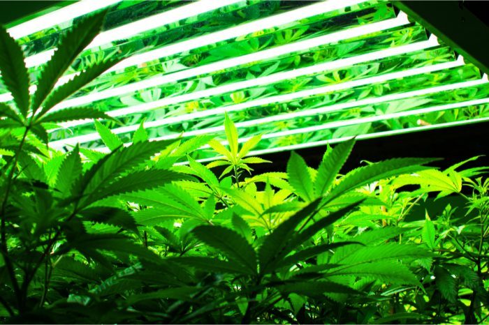 cannabis growing under grow lights