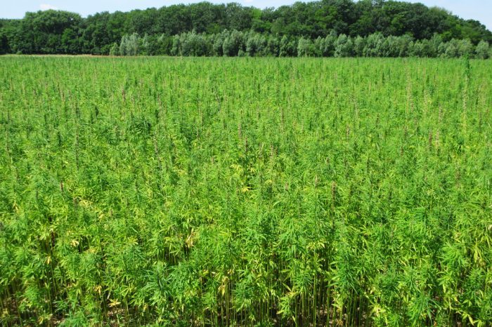 no-till cannabis in field