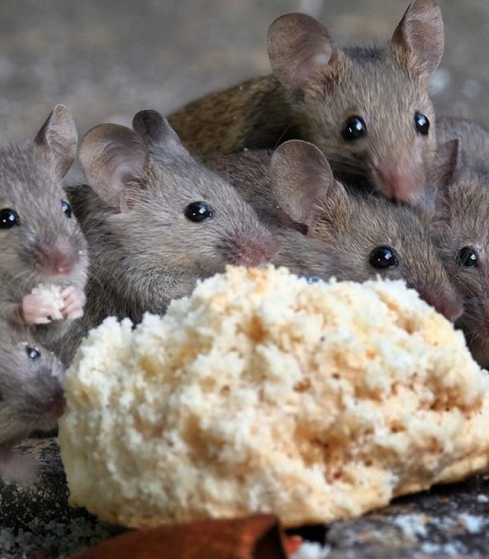 What Happens When A Mouse Eats Potent Edibles?