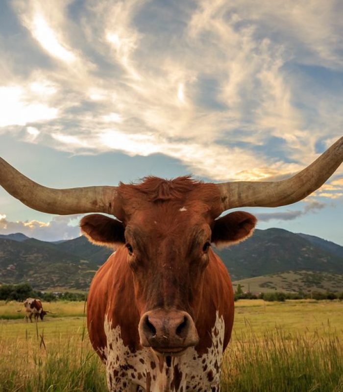 Cannabis In Texas Got The Boot As Government Stops Promised Dispensary Applications