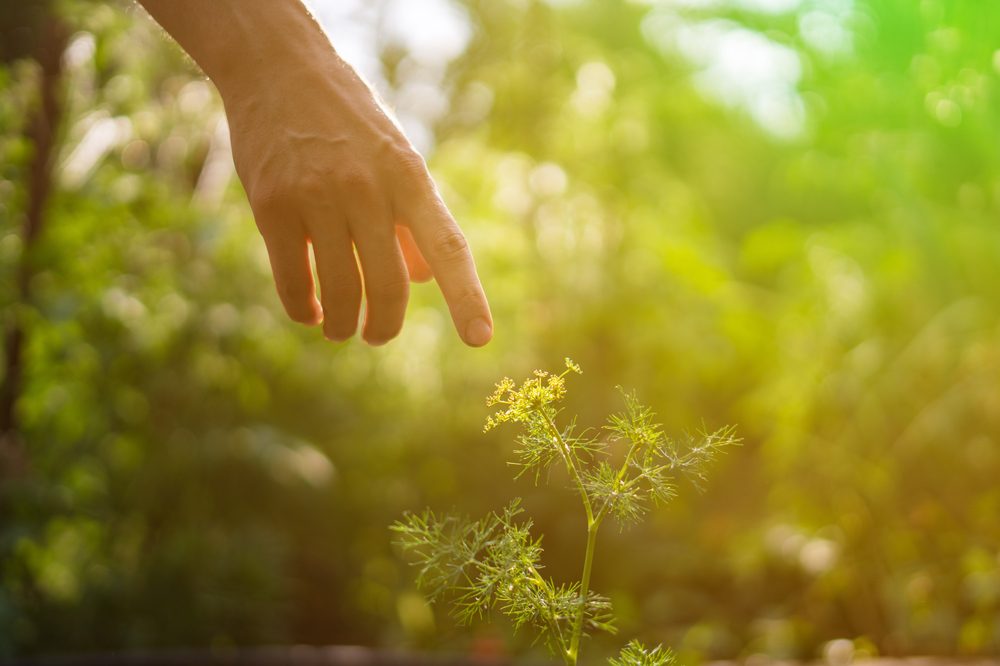 Do Plants Feel Pain? The Healing Song of Cannabis RxLeaf