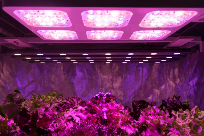 LED Grow Lights Illuminate the Future of Cannabis Growth