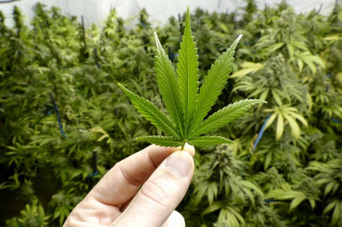 Can You Patent a Plant?