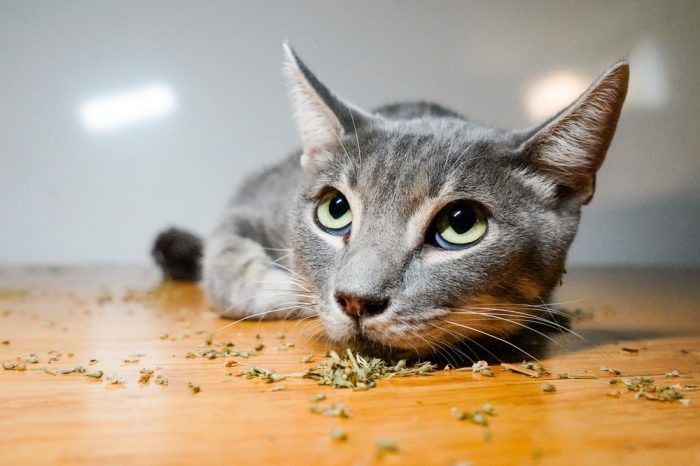 There is Nothing the Same About Catnip and Cannabis