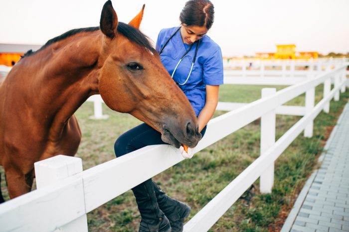 Cannabis for Horses? The Latest Research on Equine Cannabis Medicine