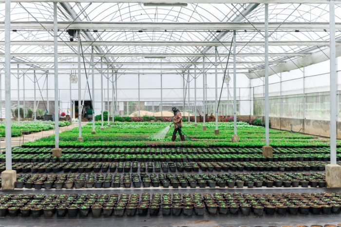 With Water Security Issues Should Arid States Be Allowed to Grow Cannabis?