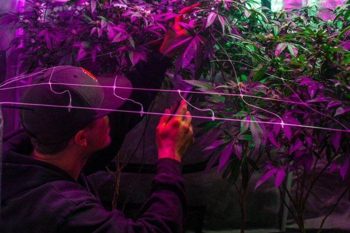 Everything You Need to Know: Carbon Filters for Your Indoor Grow