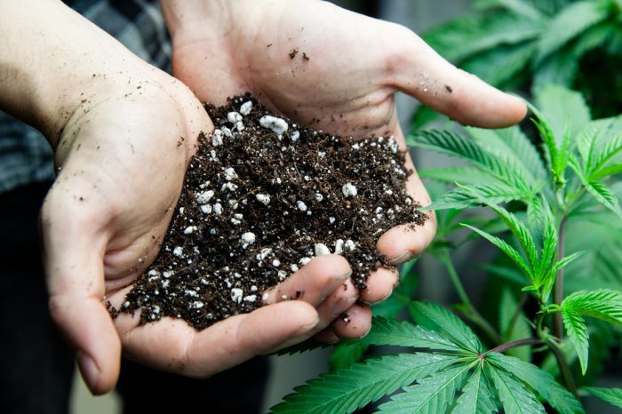 Use Companion Plants for the Best Cannabis Grow and Healing Garden