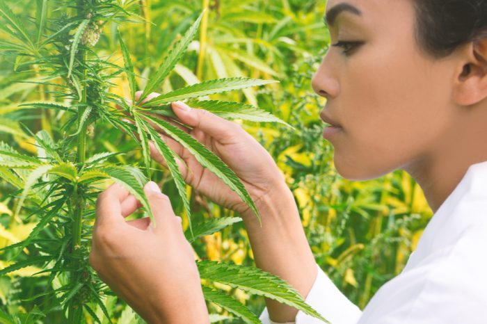 How to Ensure Quality Control For Cannabis Purchases