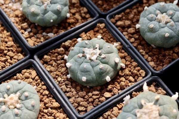 keep an eye out for peyote plants