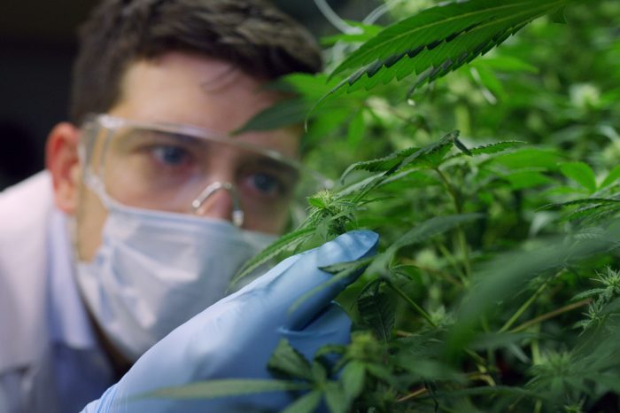 Is Pharmaceutical CBD More Effective Than Herb?