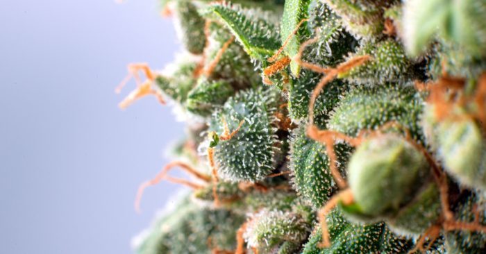 Cheeba, Cannabis, Weed: Words Define Attitude in Society