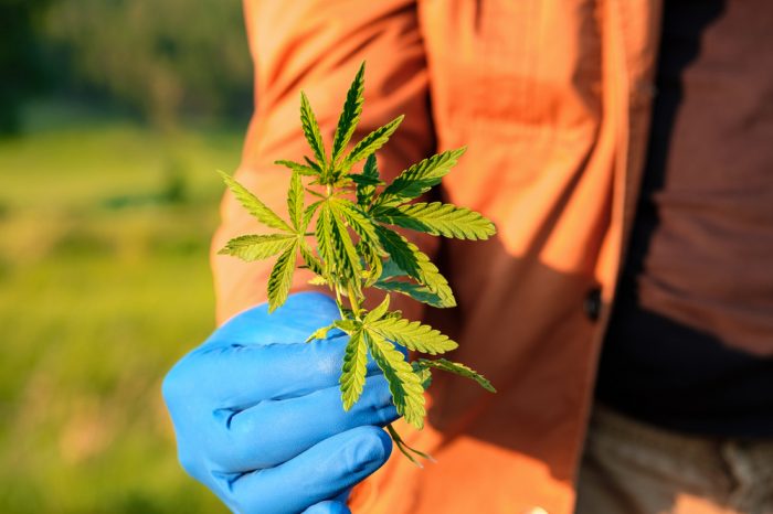 Is This Going to Speed Up Legalization in America?