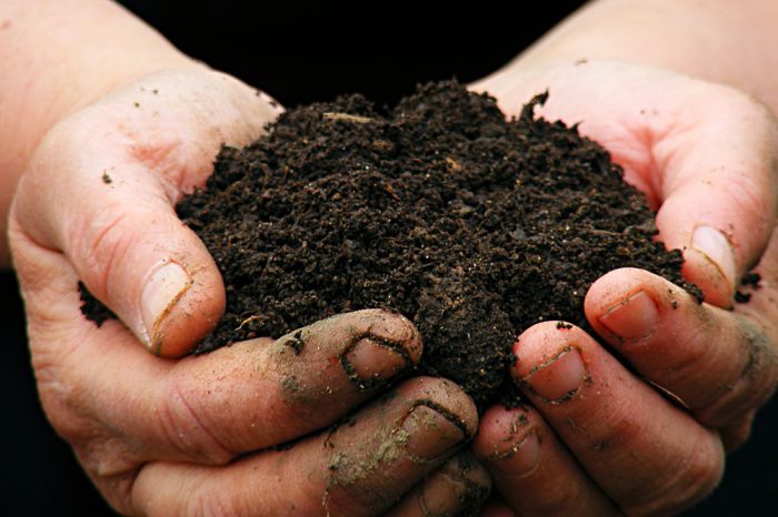 Bad Soil pH Can Destroy a Good Grow - Protect Your Cannabis