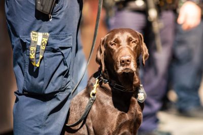 Drug Sniffing Dogs are Losing Their Jobs in Legalized Countries