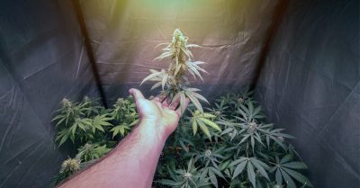 Growing Cannabis In Small Spaces Is Easy With These Tricks